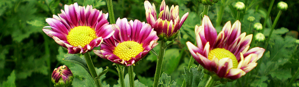 优质的电话轰在线网页版入口